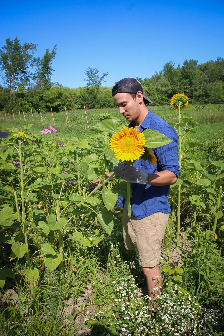 Un jeune homme en chemise bleue, shorts beige, portant une casquette à l'envers, tient une grande fleur de tournesol dans un champ de tournesols en plein air par une journée ensoleillée.