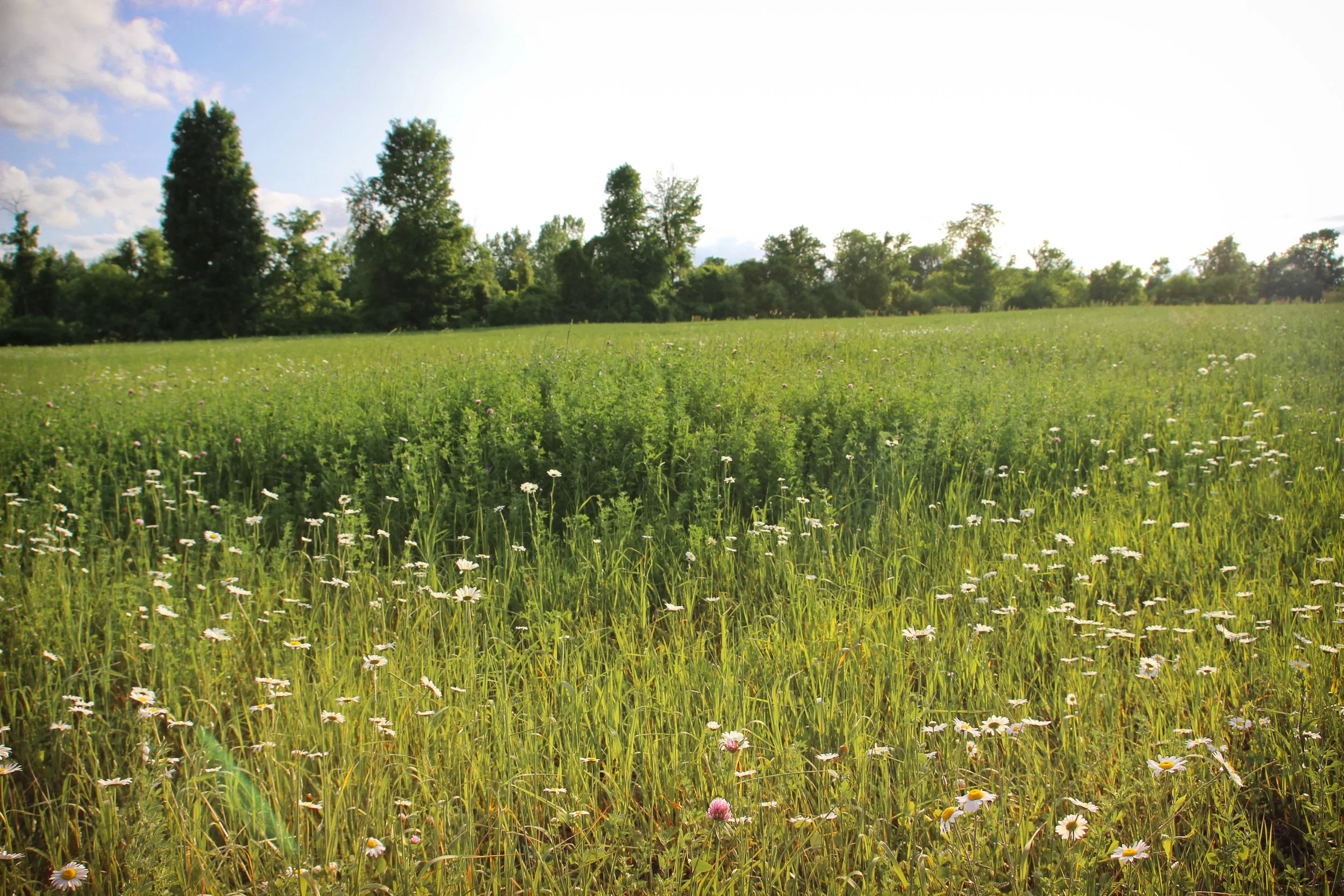 Un champ fleuri qui est un motel agricole
