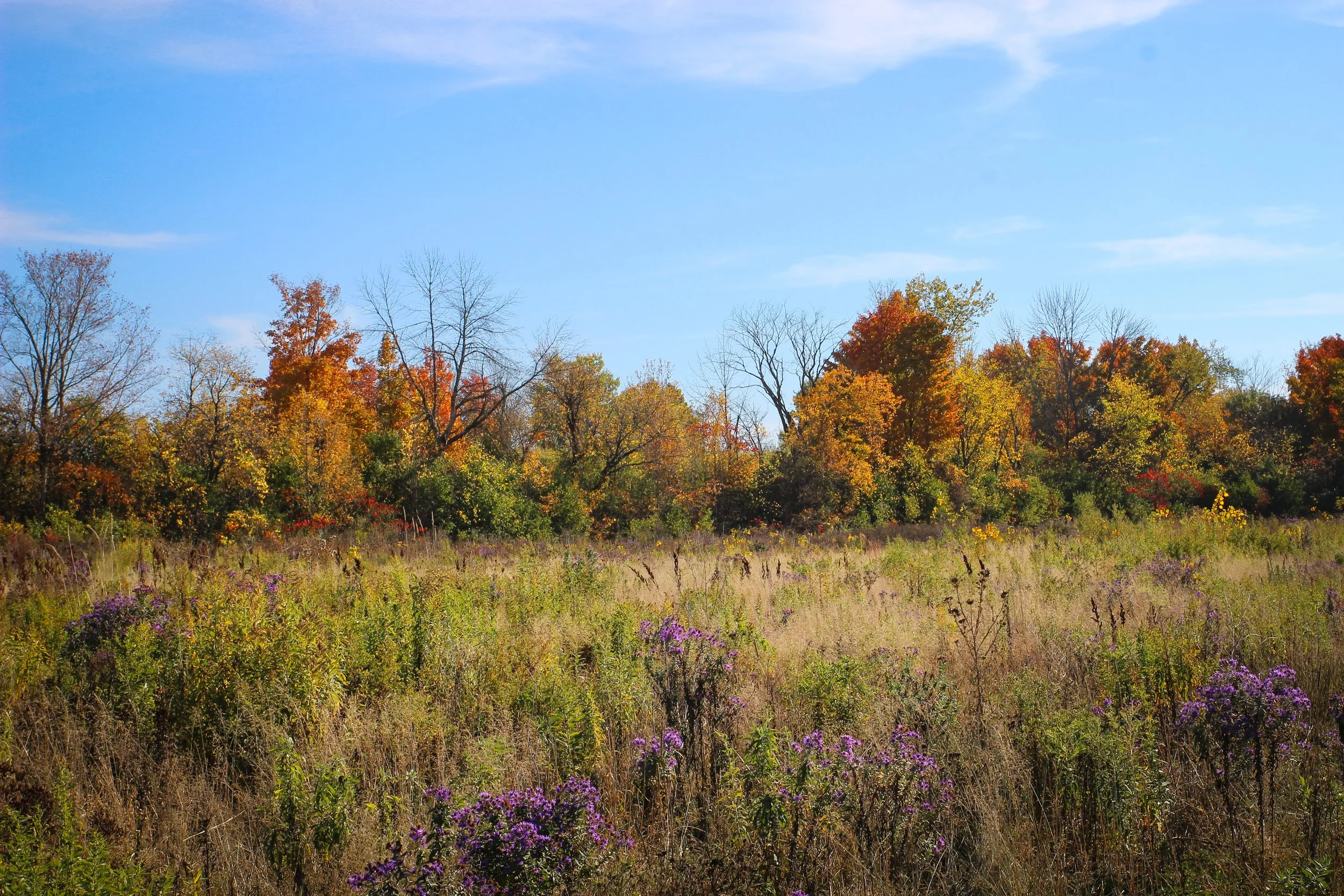 Un paysage forestier d'automne avec arbres aux feuilles colorées et un champ fleuri sous un ciel bleu.