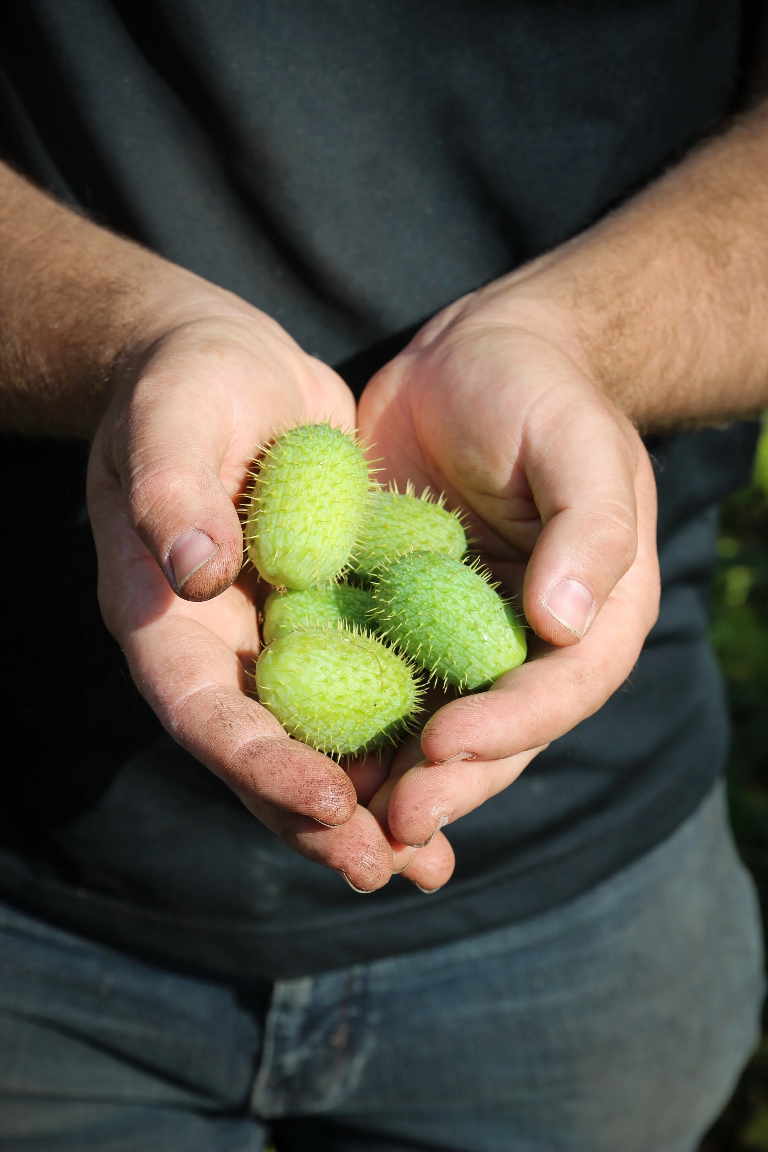 Mains d'une personne tenant des jeunes fruits de cactus, appelés figues de barbarie, avec des épines.