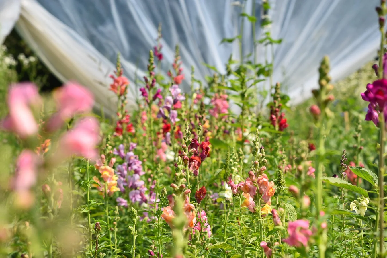 Les jardins Belaflore - Fouad Belabbas