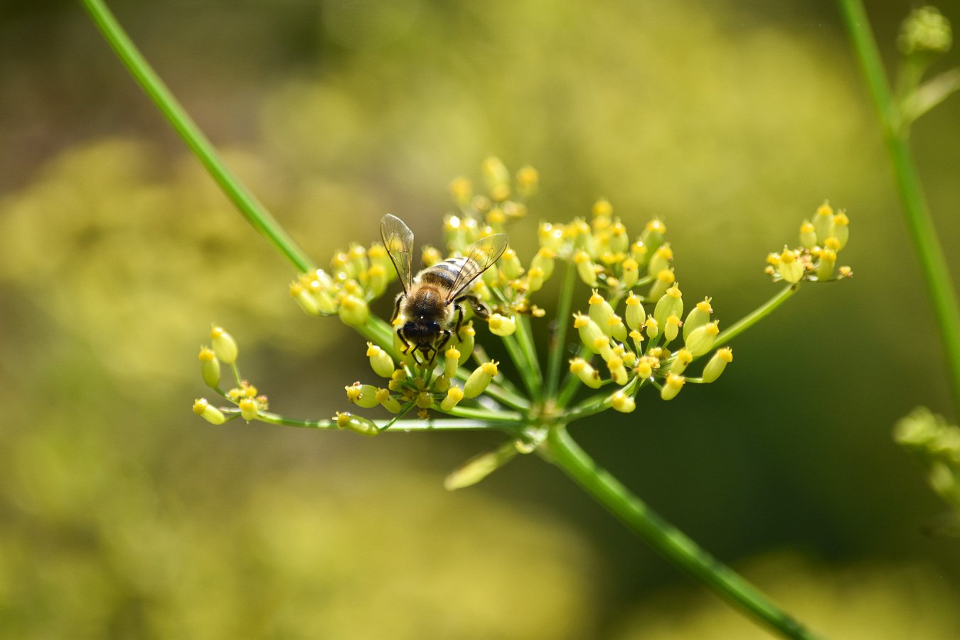 Une abeille sur une fleur jaune en plein air, floue en arrière-plan.
