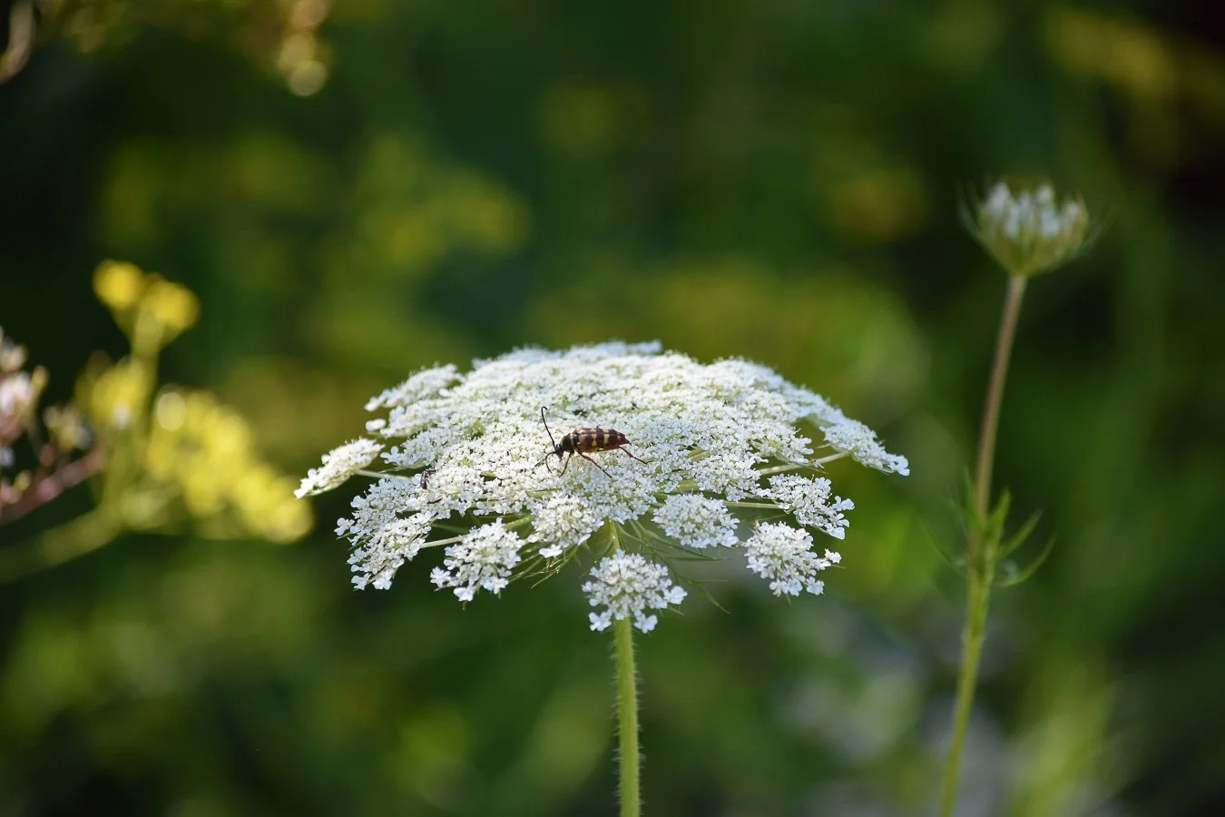 Une abeille sur une fleur Blanche en forme de plateau, fond flou vert et jaunes.