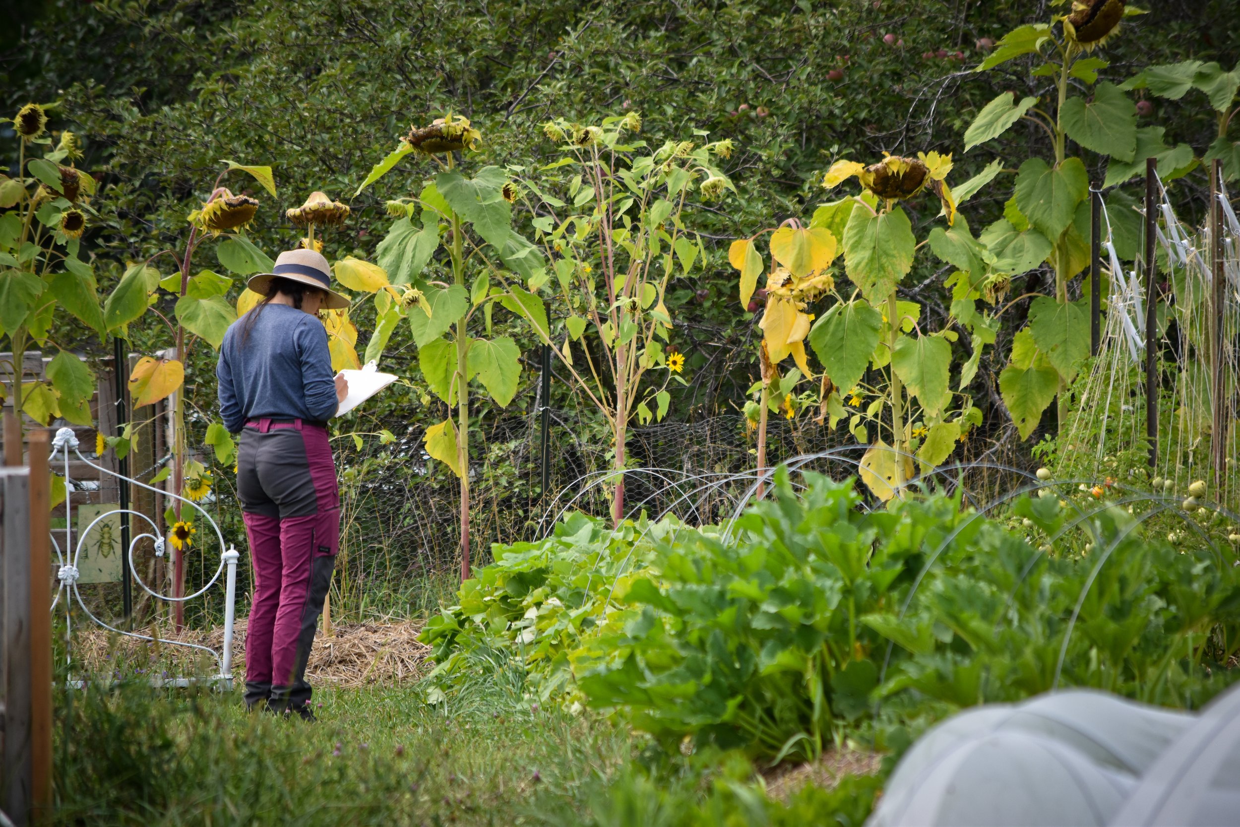 Une femme observant un jardin avec des plants de tournesol et d'autres légumes, portant un chapeau et un carnet.