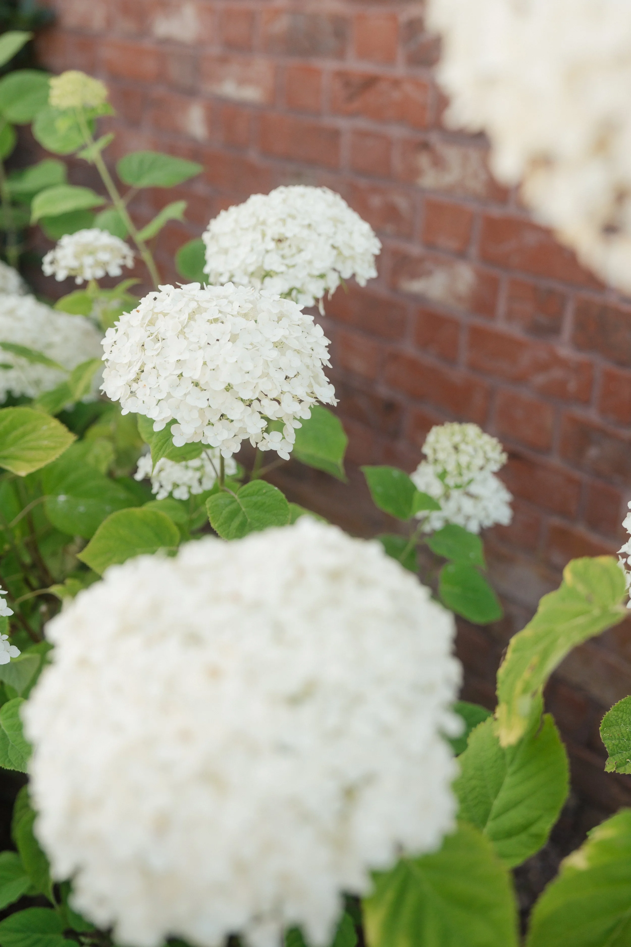 large white hydrangeas against a brick wall in sunshine
