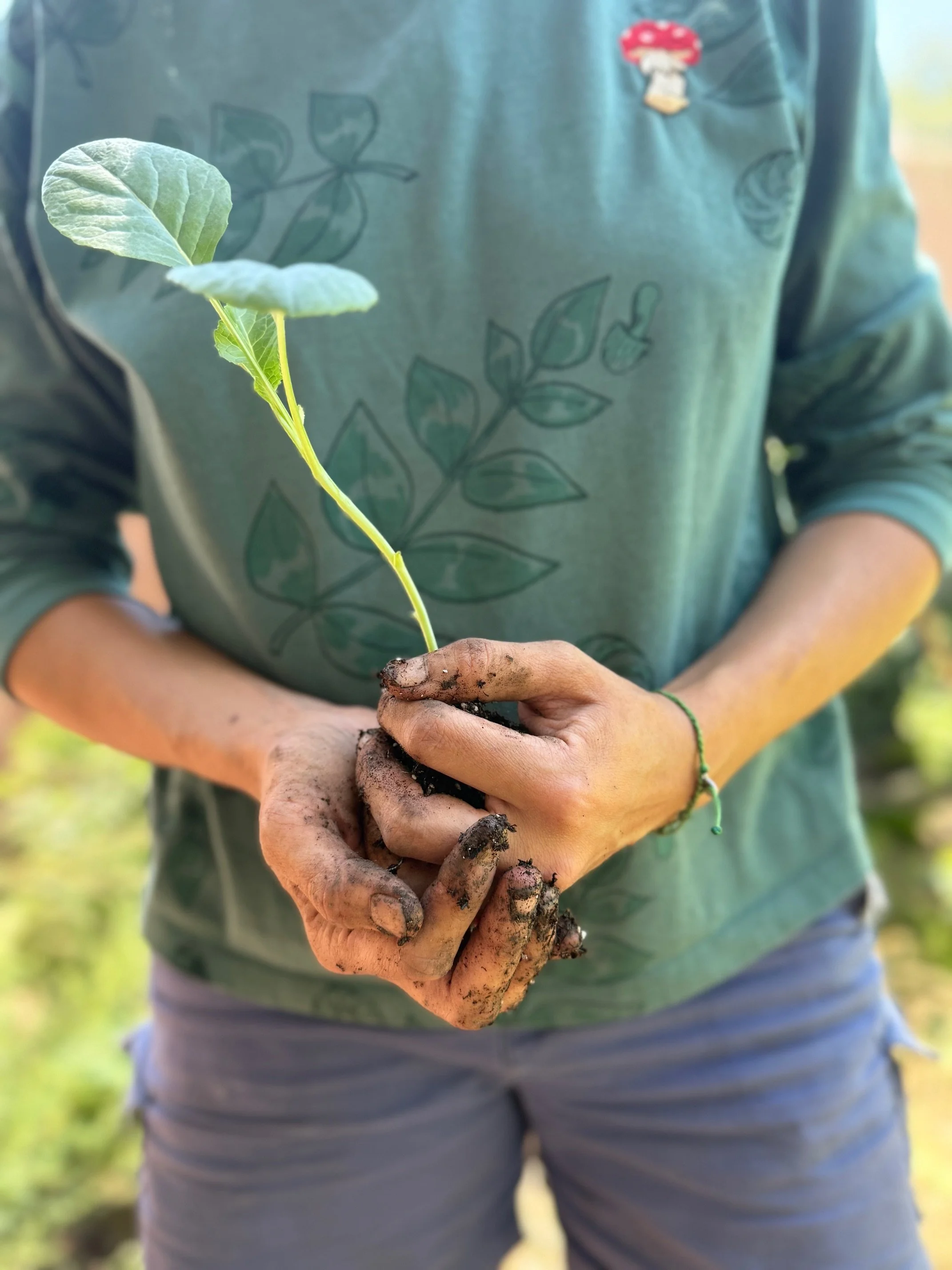 Person holding a small plant seedling with soil on their dirty hands, wearing a green shirt with leaf patterns and light gray shorts, outdoors.