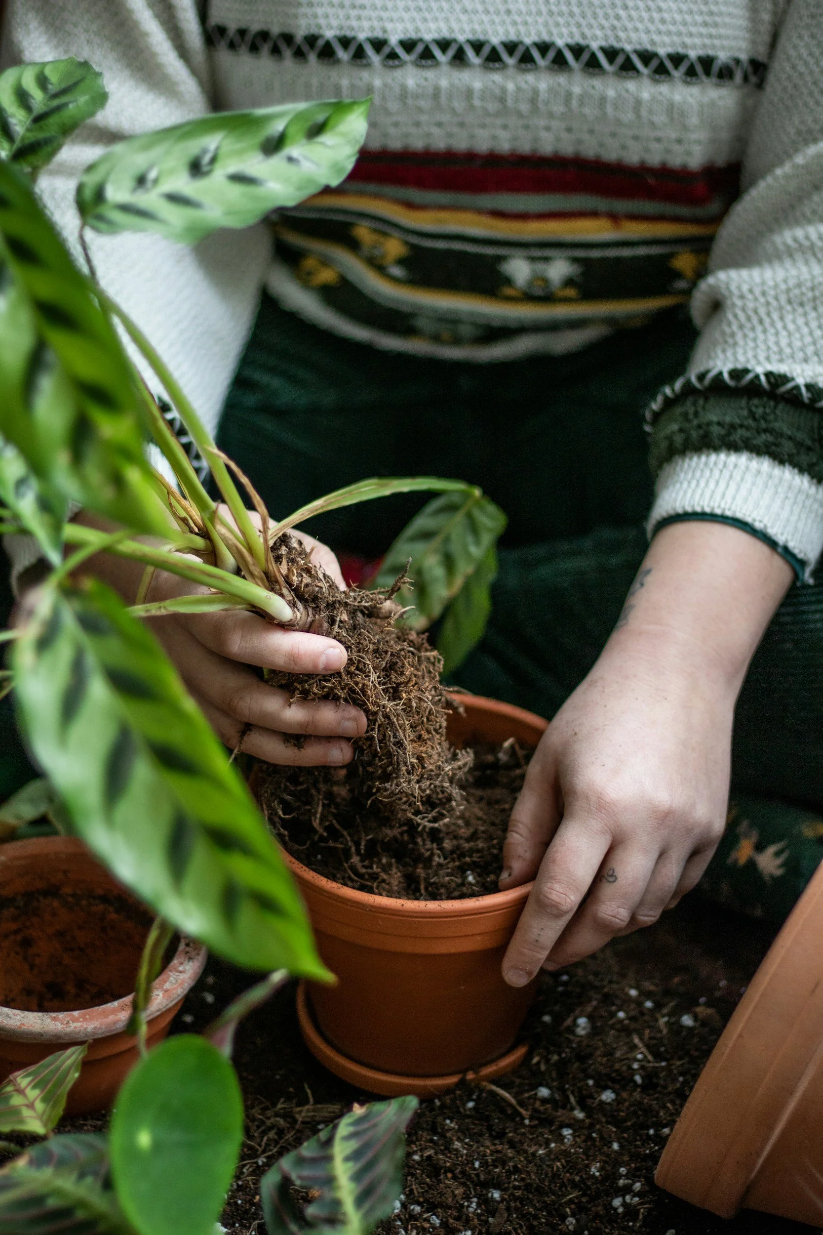 Adult hands potting a small plant, symbolizing healing from trauma and personal growth, Fargo, ND and Moorhead, MN