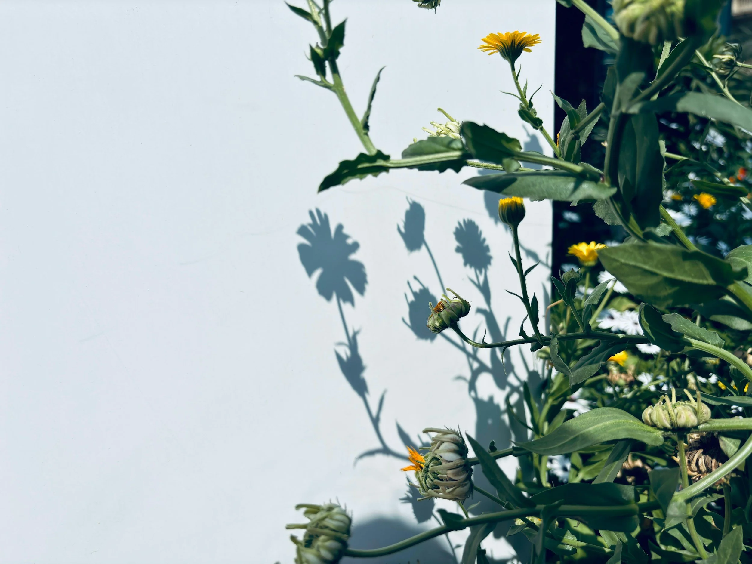 Flower growing by a wall, symbolizing growth, healing, and resilience in trauma recovery