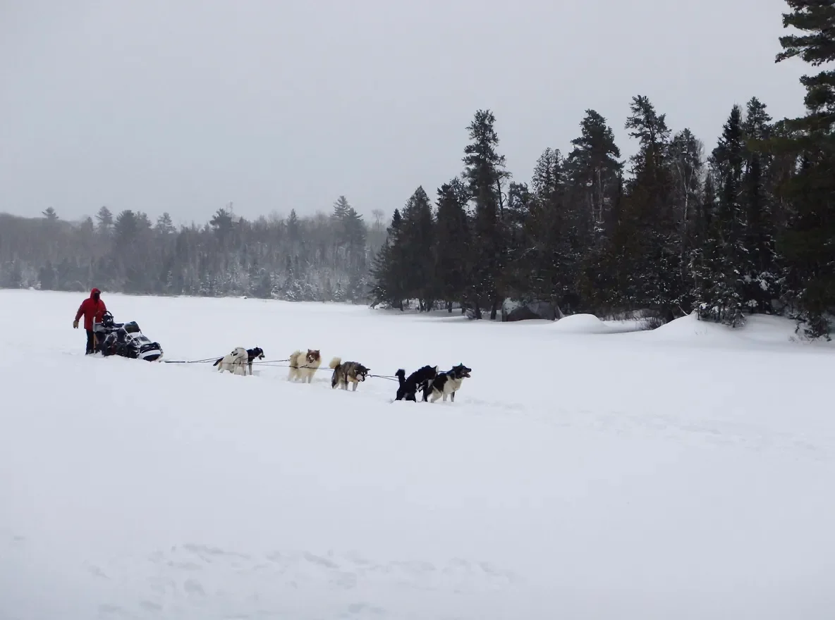 Erica dog sledding on a snowy trail, reflecting the northern outdoor roots she brings to her work as a therapist in the Fargo–Moorhead community.