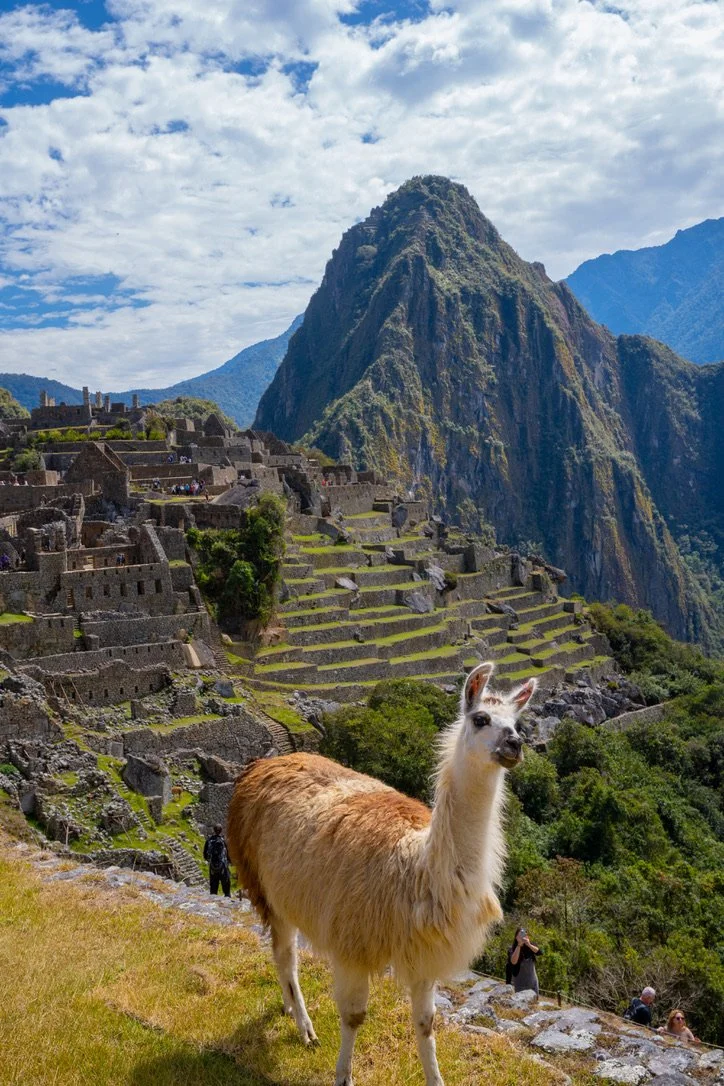 A llama standing in front of Machu Picchu, an ancient Incan citadel in the mountains of Peru, with terraces and stone structures, and a cloudy sky above.