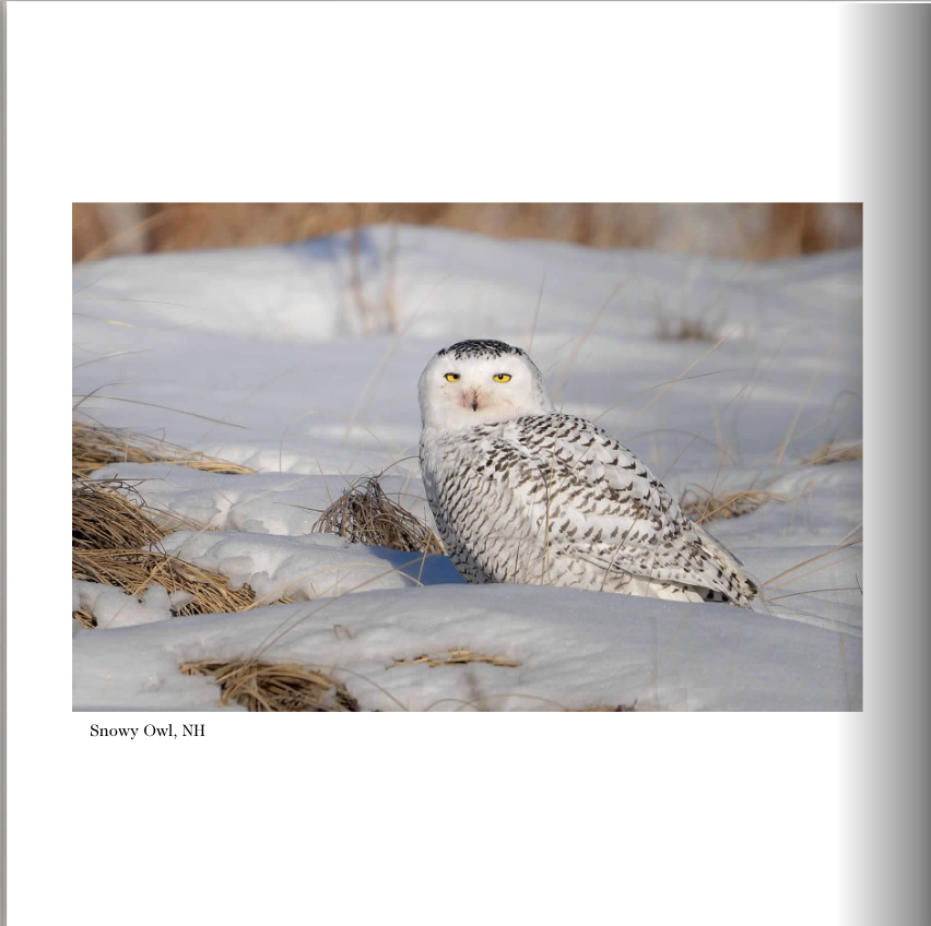 Screenshot 2026-03-01 at 3.04.04 PM.png