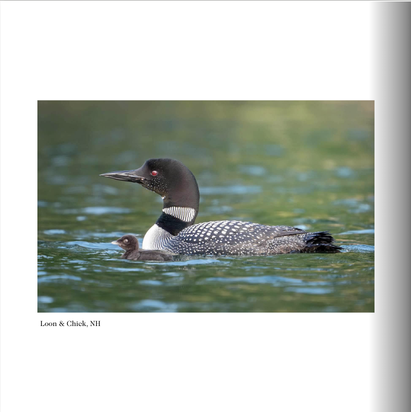 Screenshot 2026-03-01 at 3.03.42 PM.png