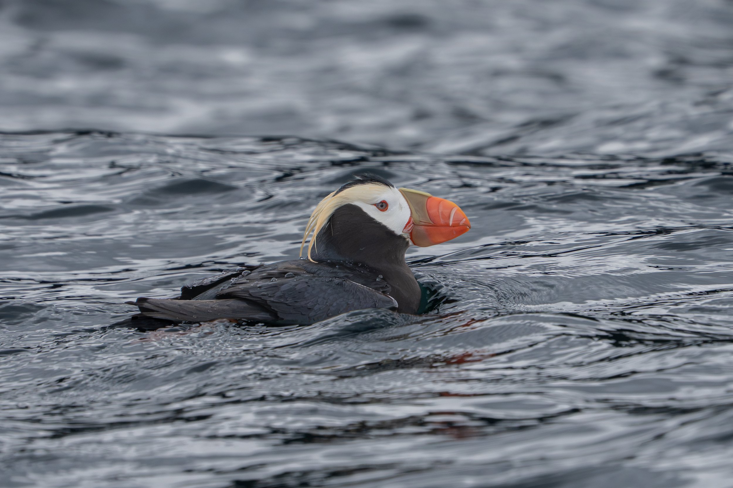 _DSC6420-2.jpg