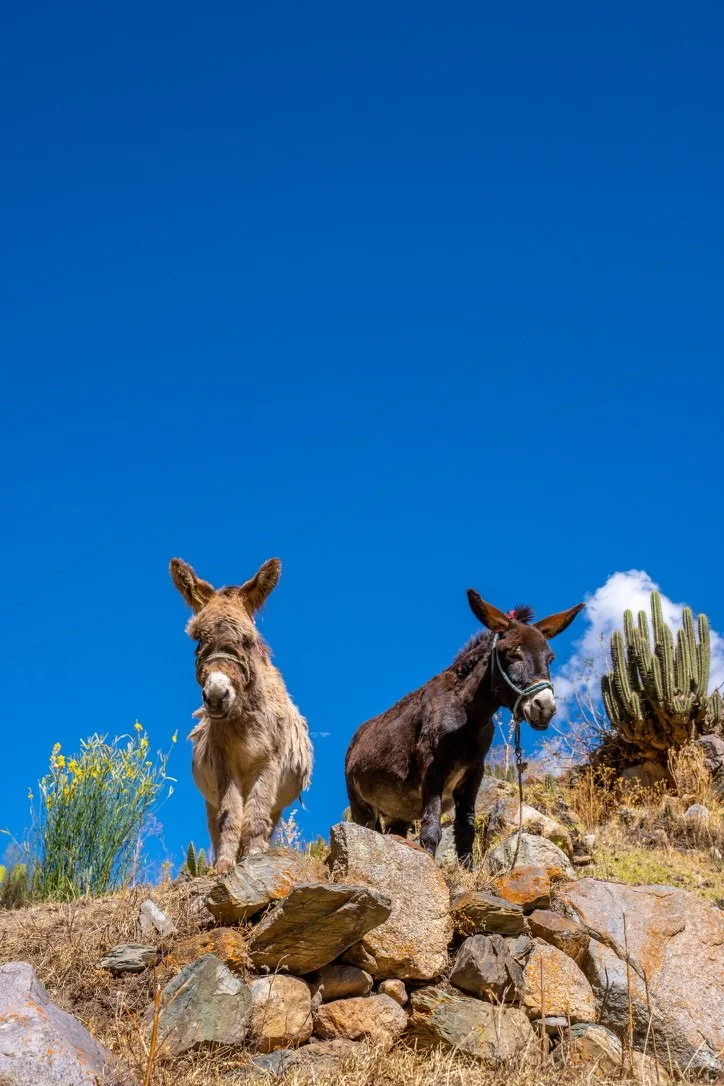 Two donkeys standing on rocks in a desert landscape with a large cactus and yellow flowers, under a clear blue sky.