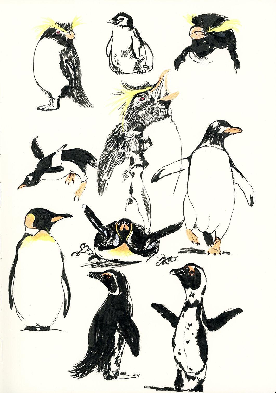 penguins_web.jpg