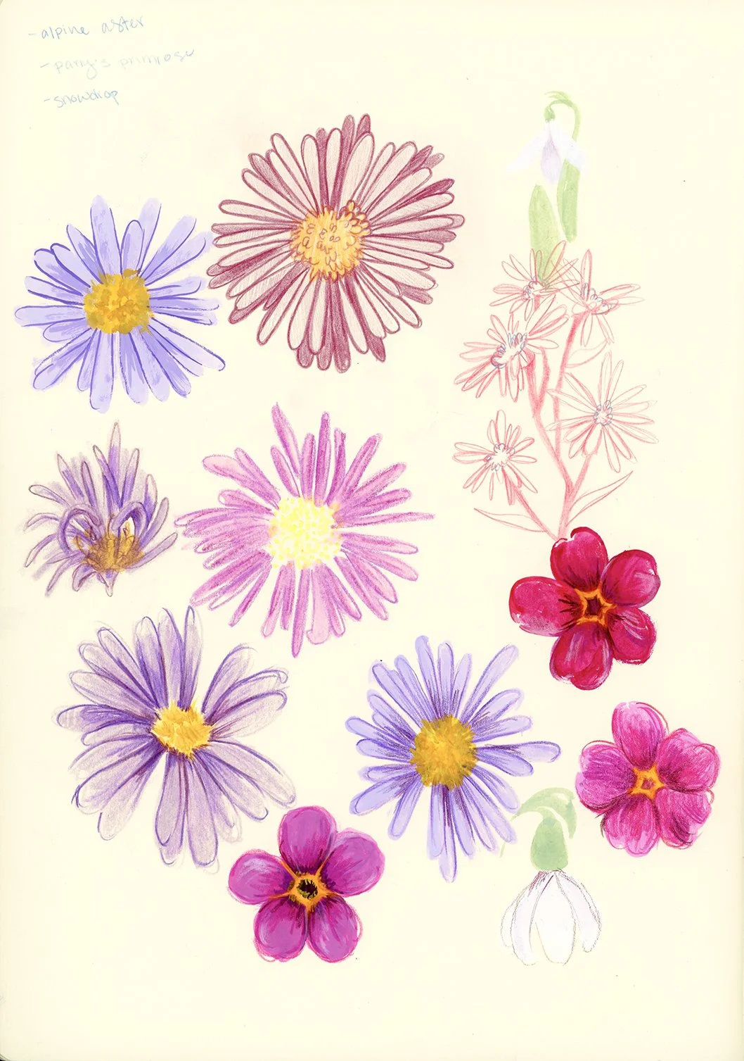 Wildflower practice- gouache & colored pencil