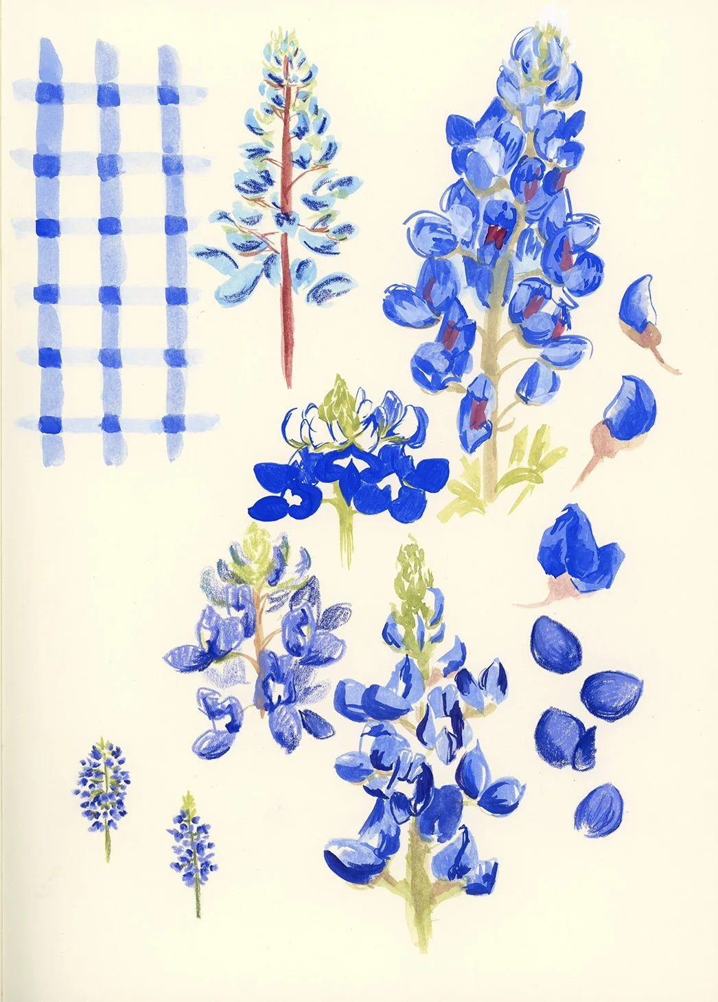 Bluebonnets