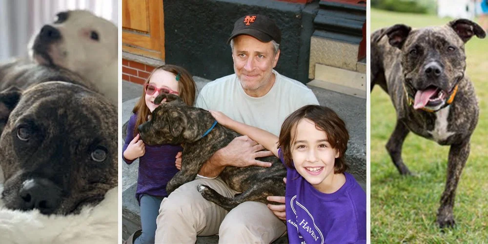 Jon, Dipper, and kids, as posted by Animal Haven, a shelter in New York. Note: even if I'm right about all this, that shelter is likely completely benign. And, sure, if they tell me to take down the image, I will.