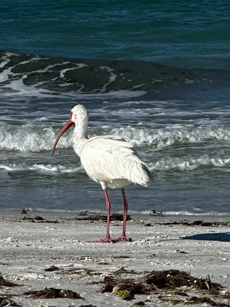 A white ibis bird with a long, curved orange beak and pink legs standing on a sandy beach near the ocean with small waves in the background.