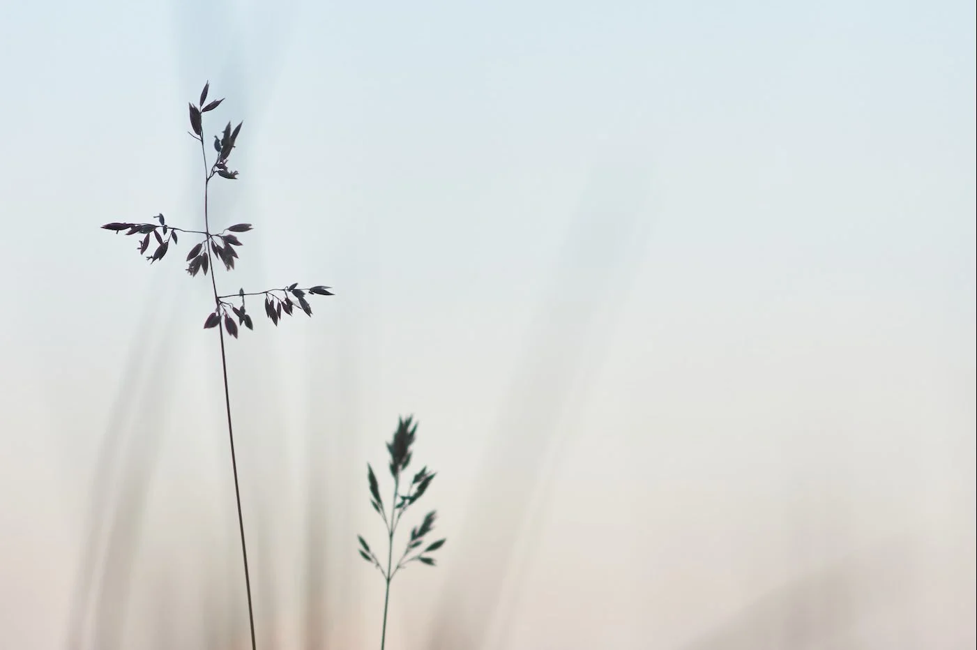 Cenerimod: A Potential New Lupus Medication