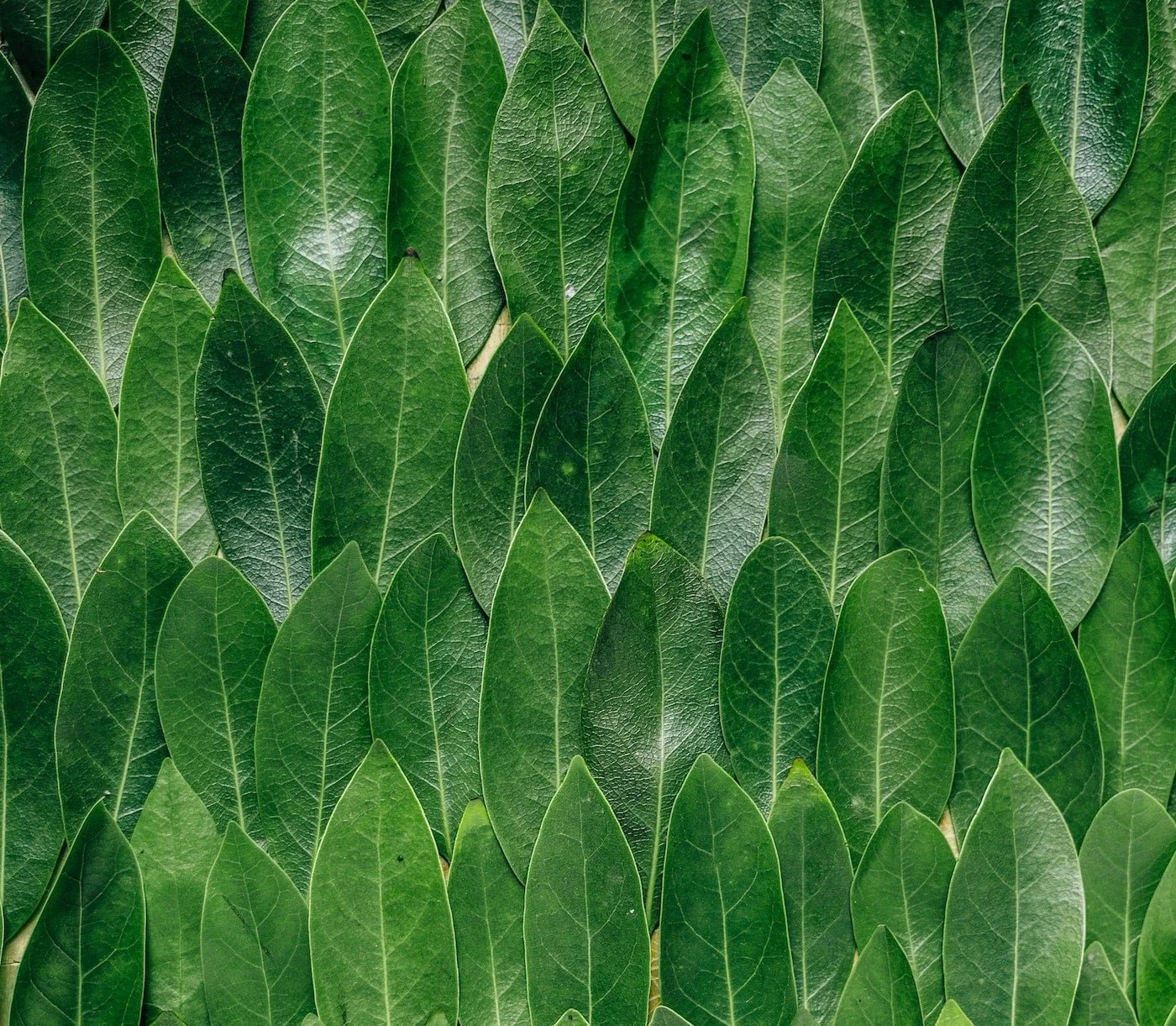 Kratom, Pain Management, and Lupus