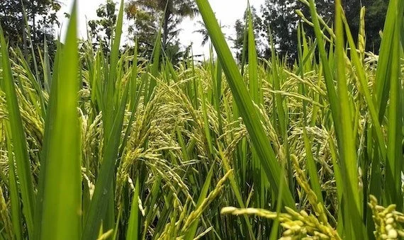 Voclosporin: A New Lupus Medication?