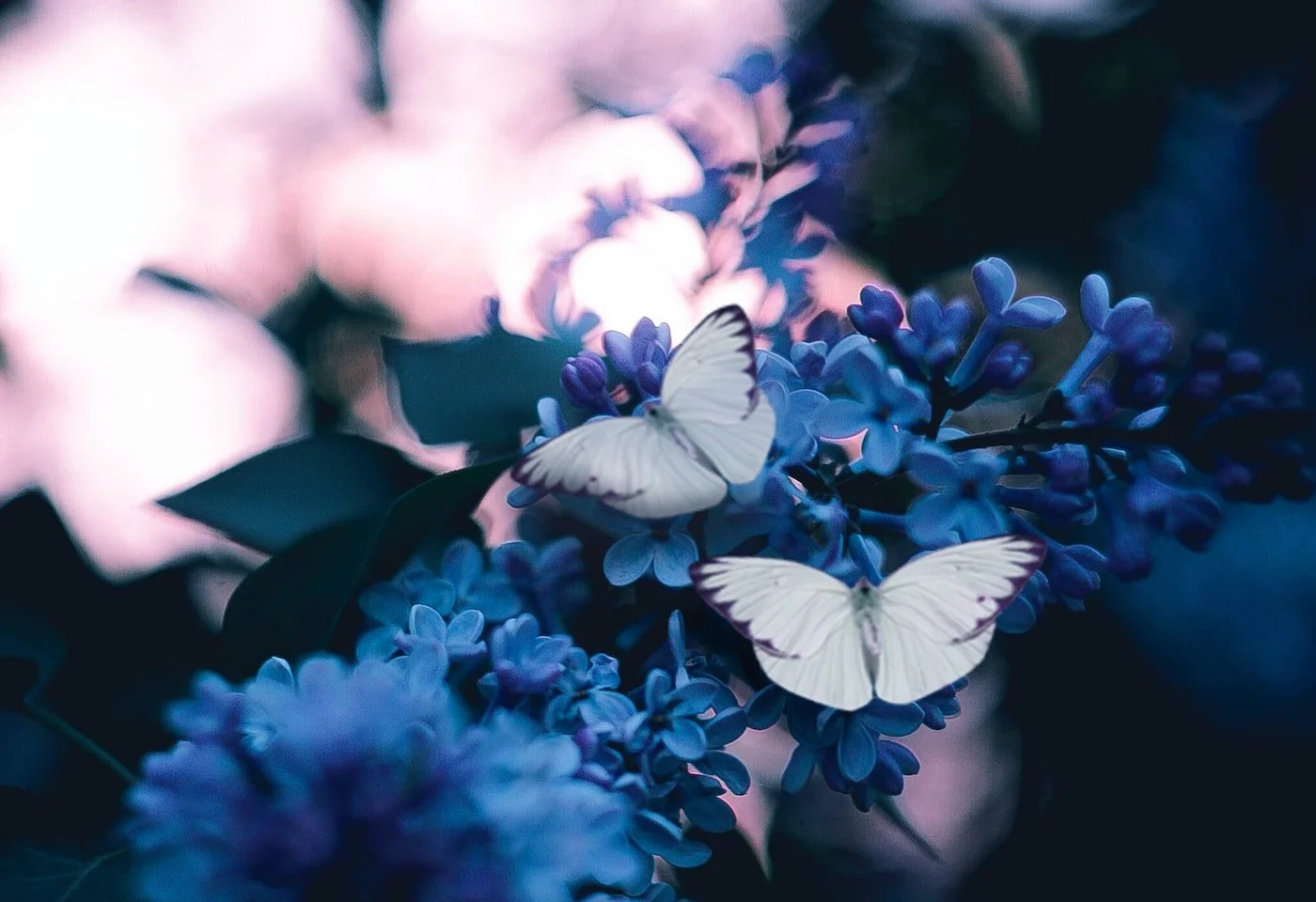 Q&A Forum: Lupus Awareness Month