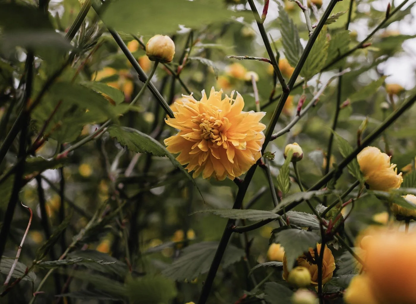 Q&A Forum: How I Raise Lupus Awareness