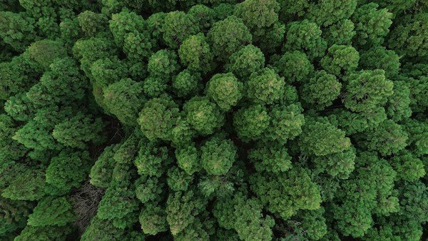 Lung Disease and Lupus