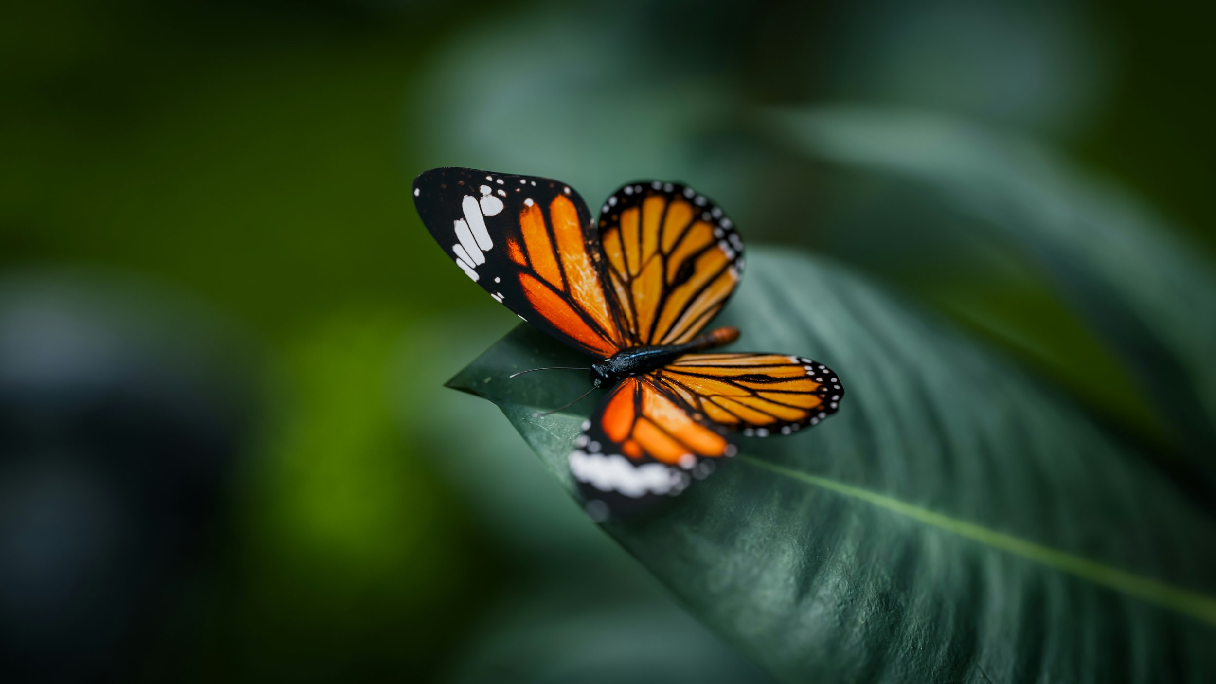 Butterfly Rash (Malar): Telltale Lupus Symptom?