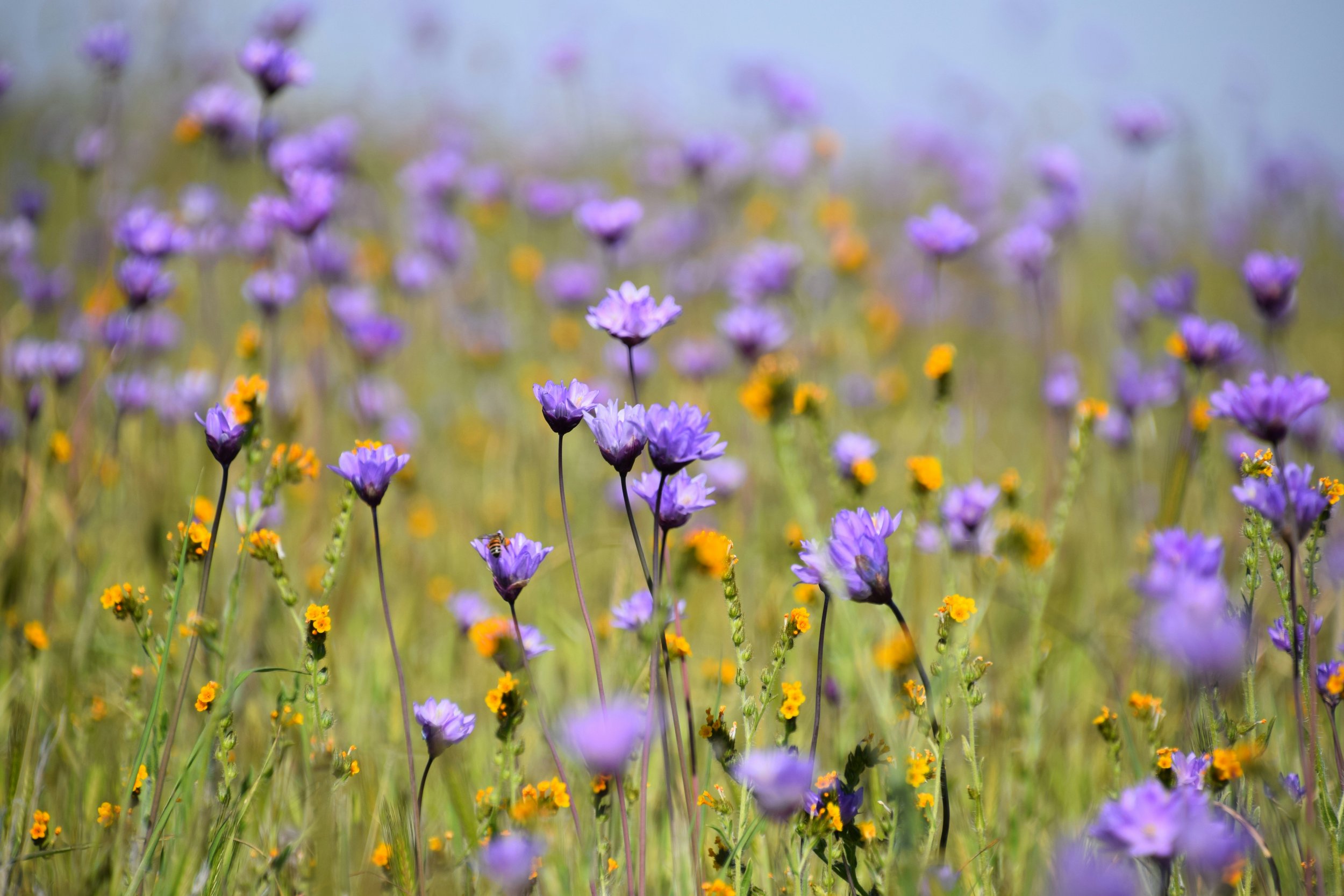 Allergies, Immunoglobulin E, & Lupus Symptoms