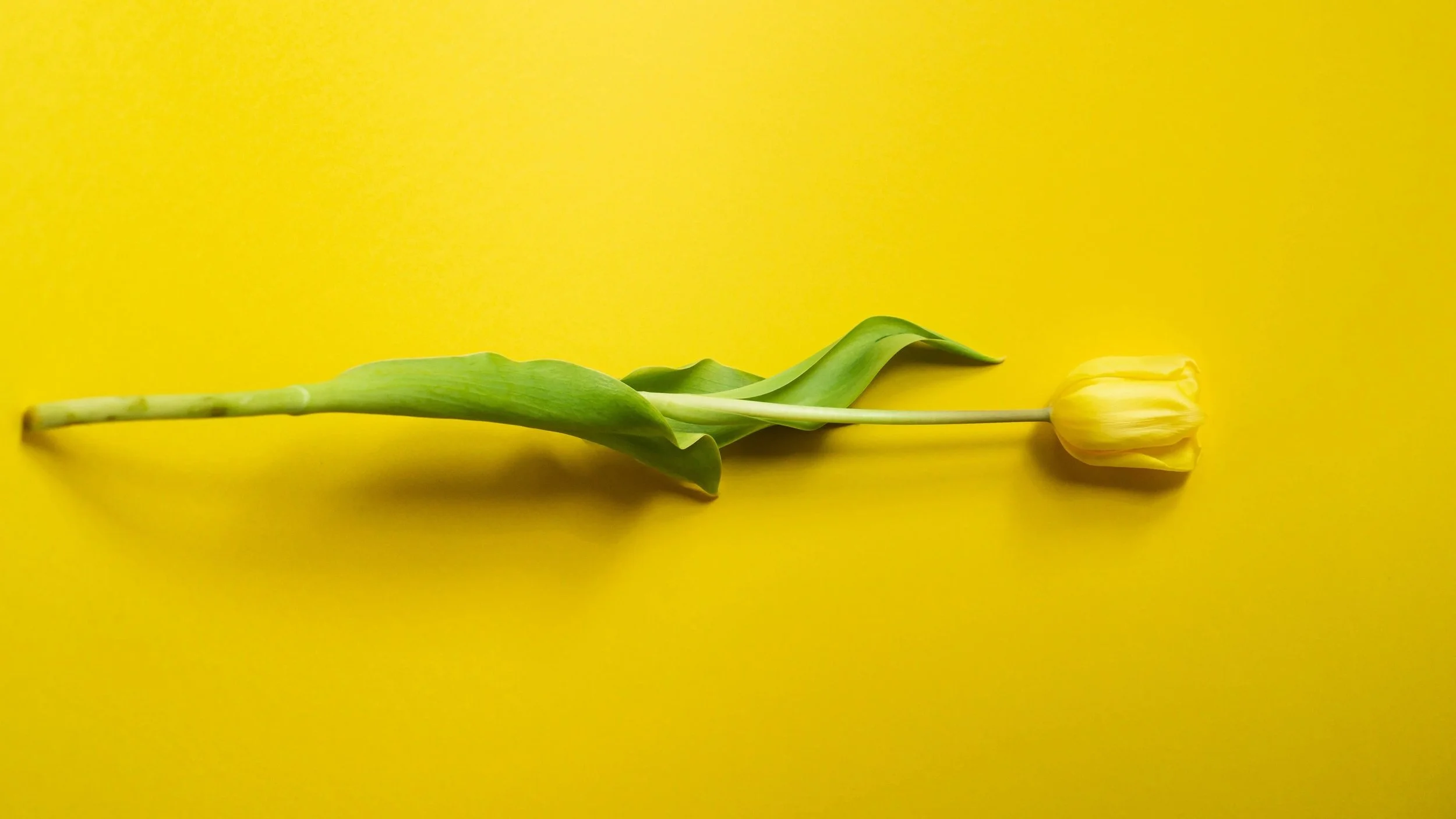 Type I Interferon & the Lupus TULIP Study