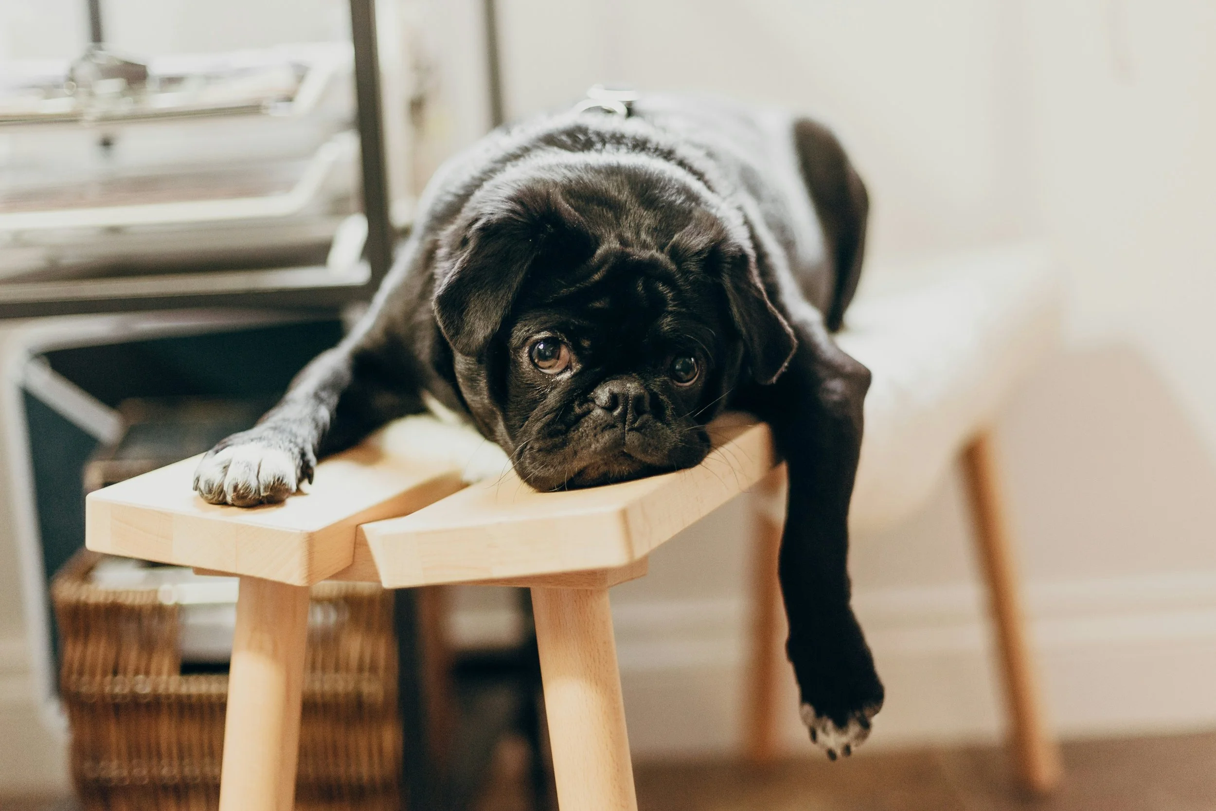 The Science of Boredom and Lupus