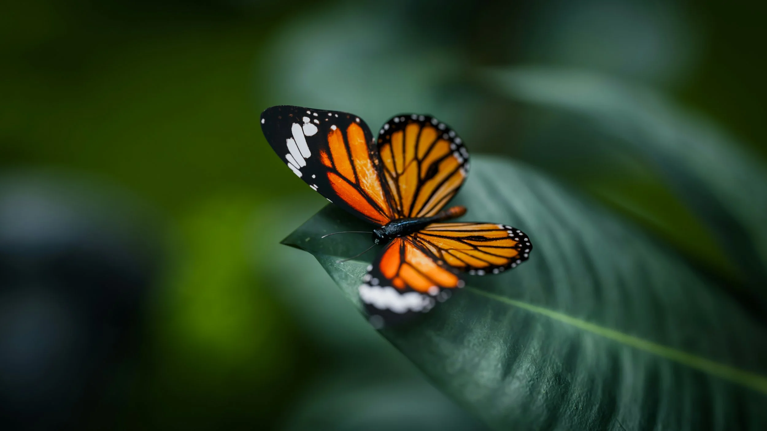 Butterfly Rash (Malar): Telltale Lupus Symptom? — Lupus Corner