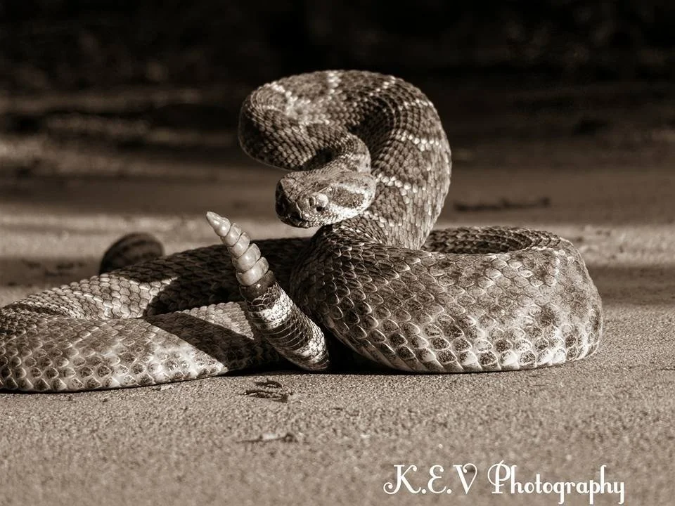 Western Diamondback 
