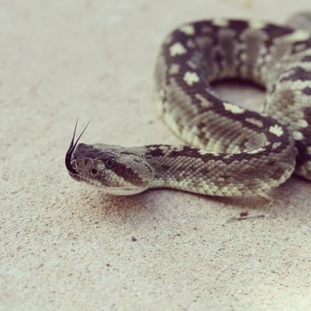 Black Tailed Rattlesnake