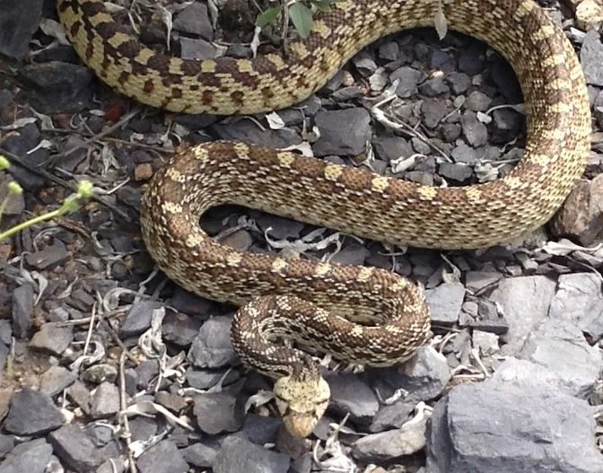 Gopher Snake(bull snake)
