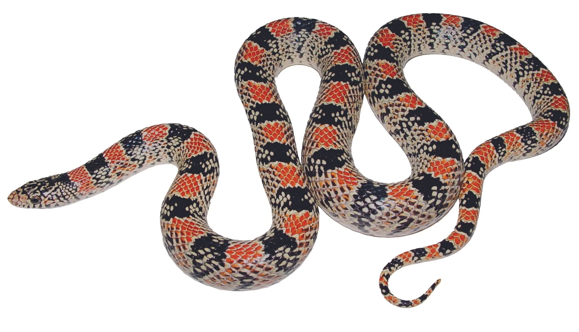 Longnose Snake