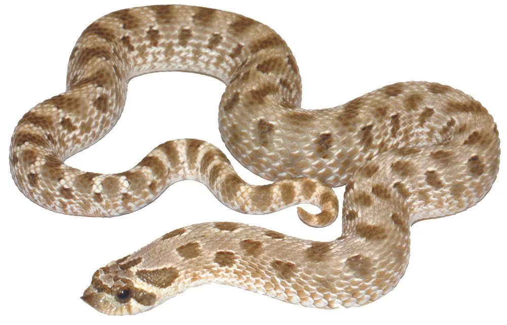 Western Hognose Snake 
