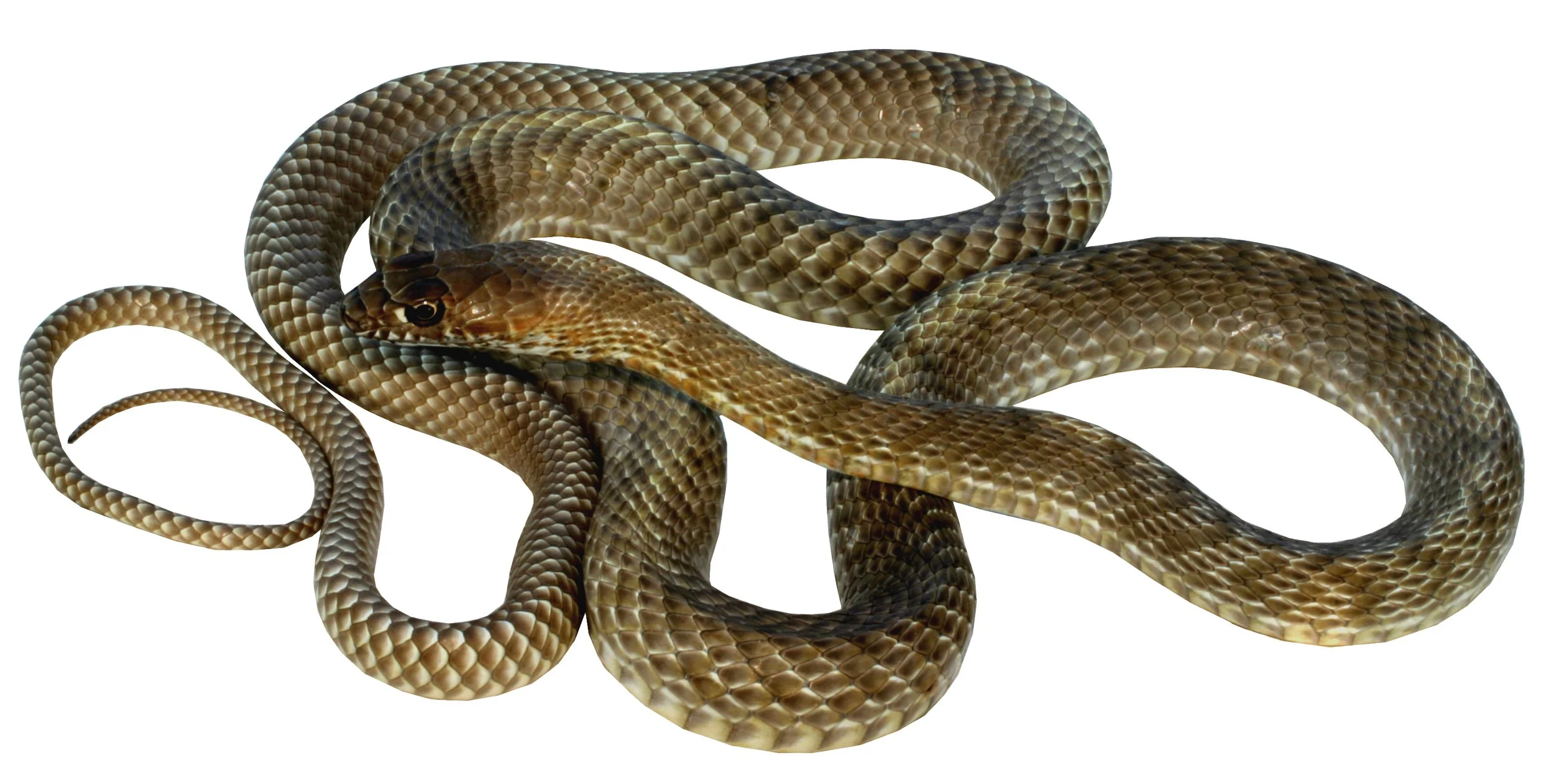 Coachwhip