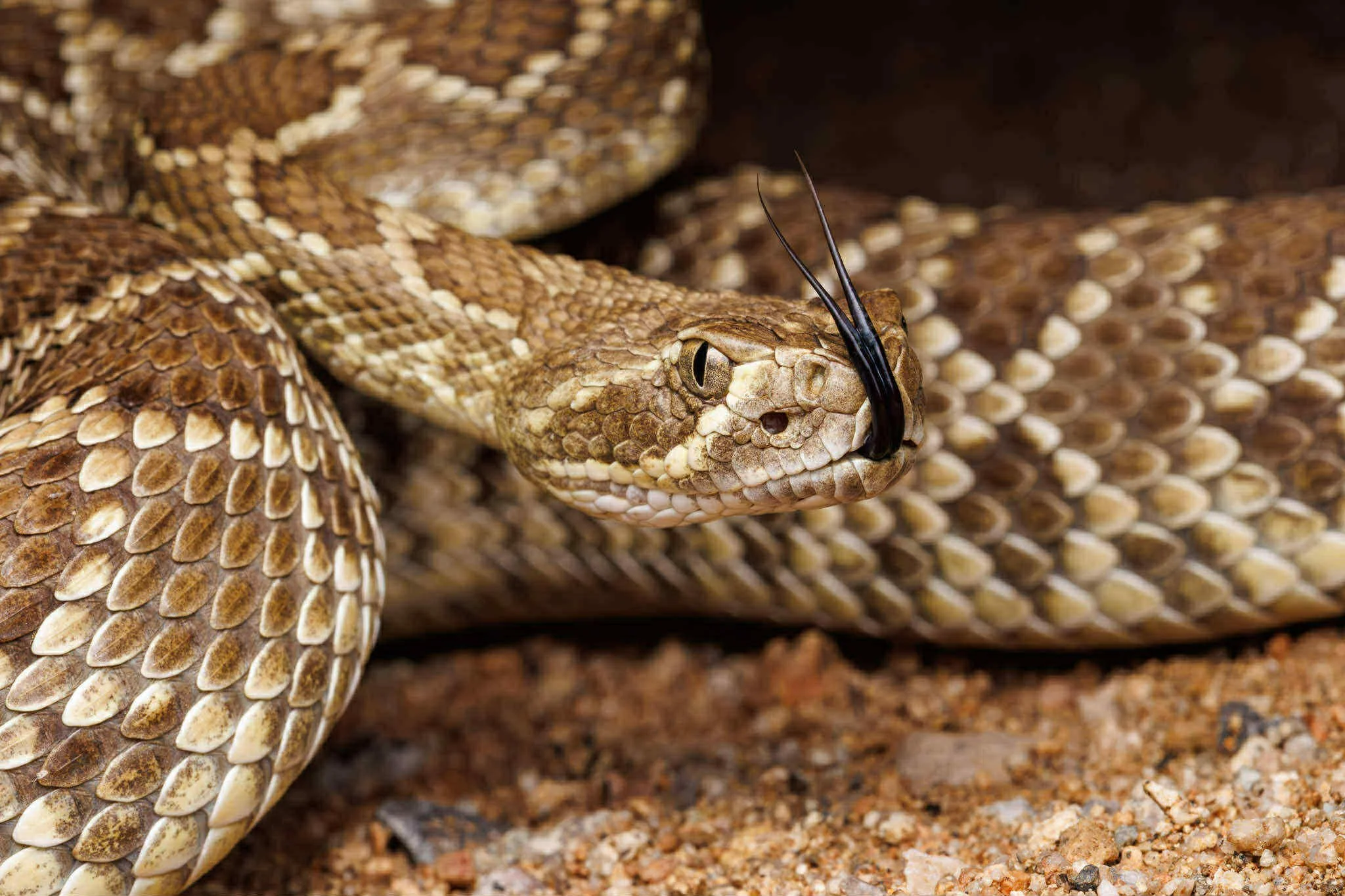 Mojave Rattlesnake