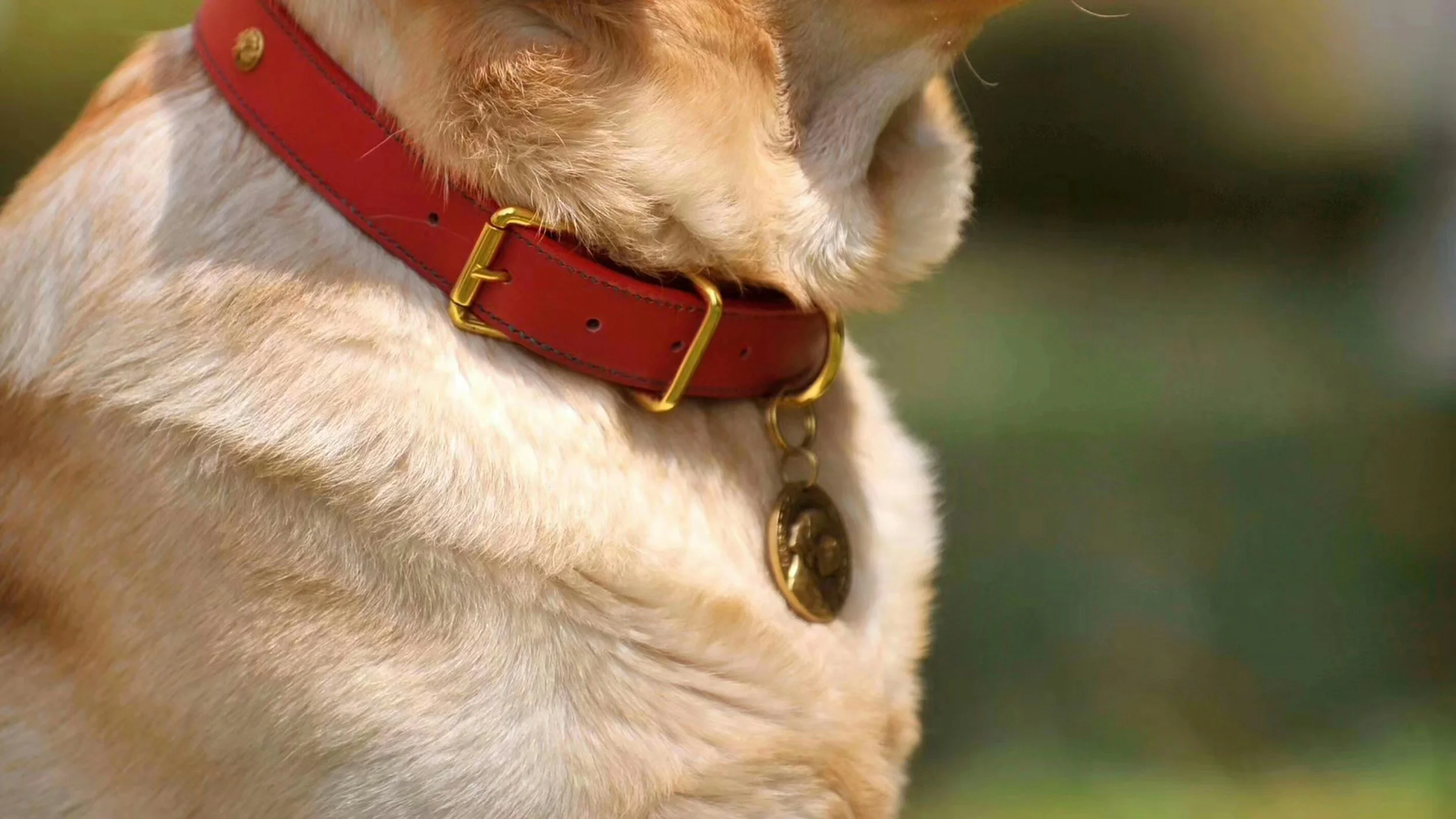 a photo of a blond dog's neck with a red collar.