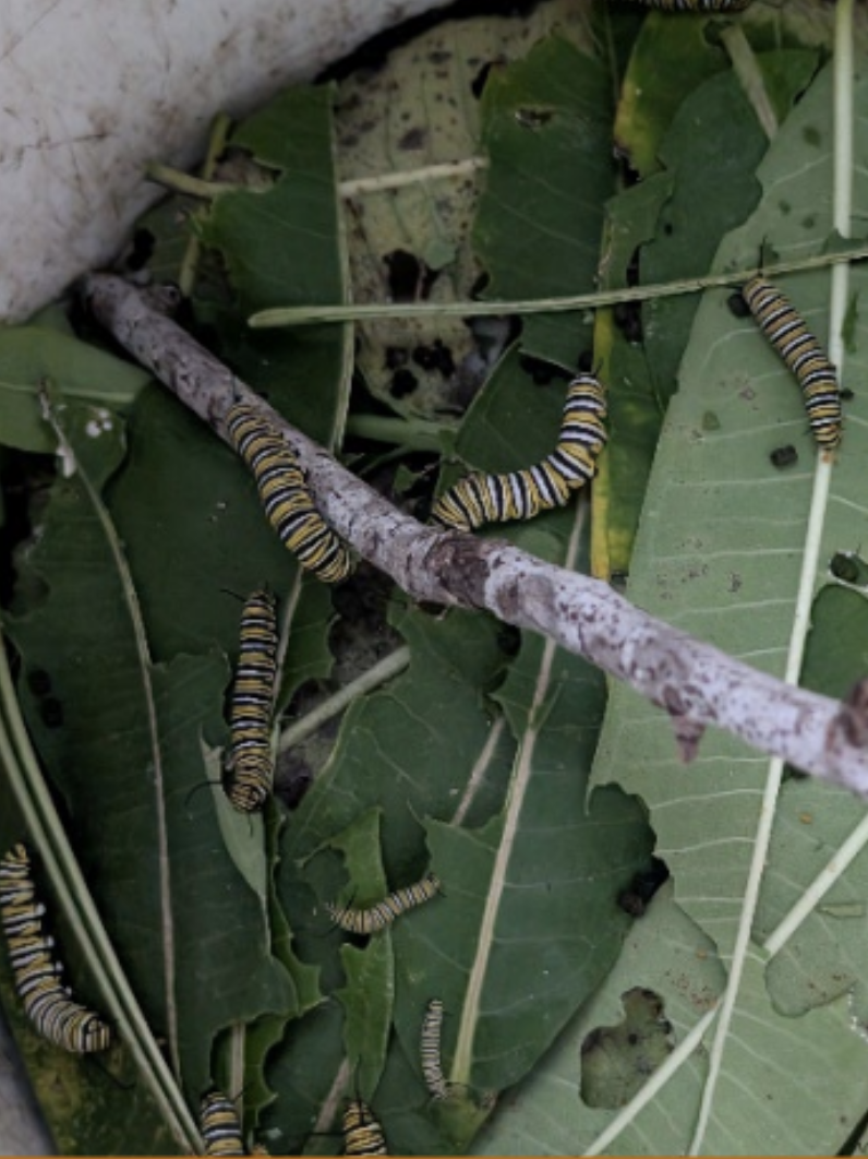 Lesson from the schoolyard - habitat
