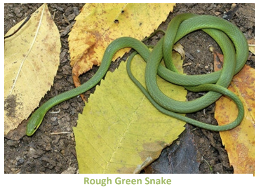 Snakes in your yard mean you’re doing it right