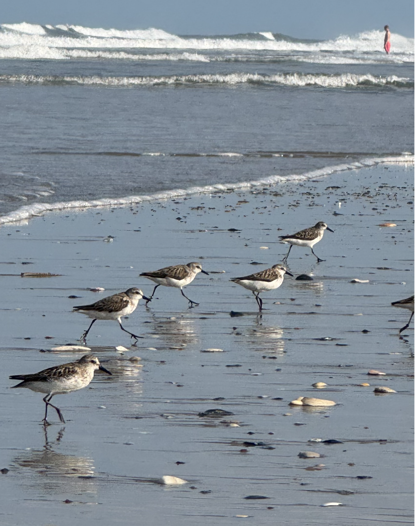 The 126th Christmas Bird Count