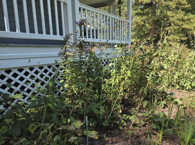 A slightly messy flower garden