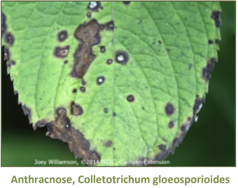 Anthracnose