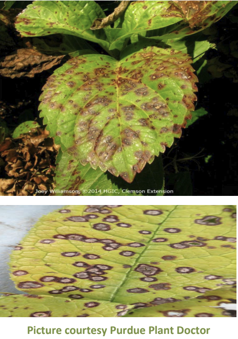 Examples of Cercospora