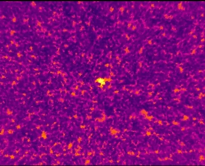 A thermal or infrared image showing a mostly purple background with a small, bright yellow, blotted object in the center.