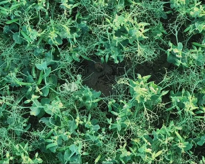 A patch of green pea plants with tendrils and leaves, and a small grey partridge hiding in the soil center among the plants.